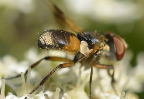 Réf. 218 393 : Ectophasia sp.